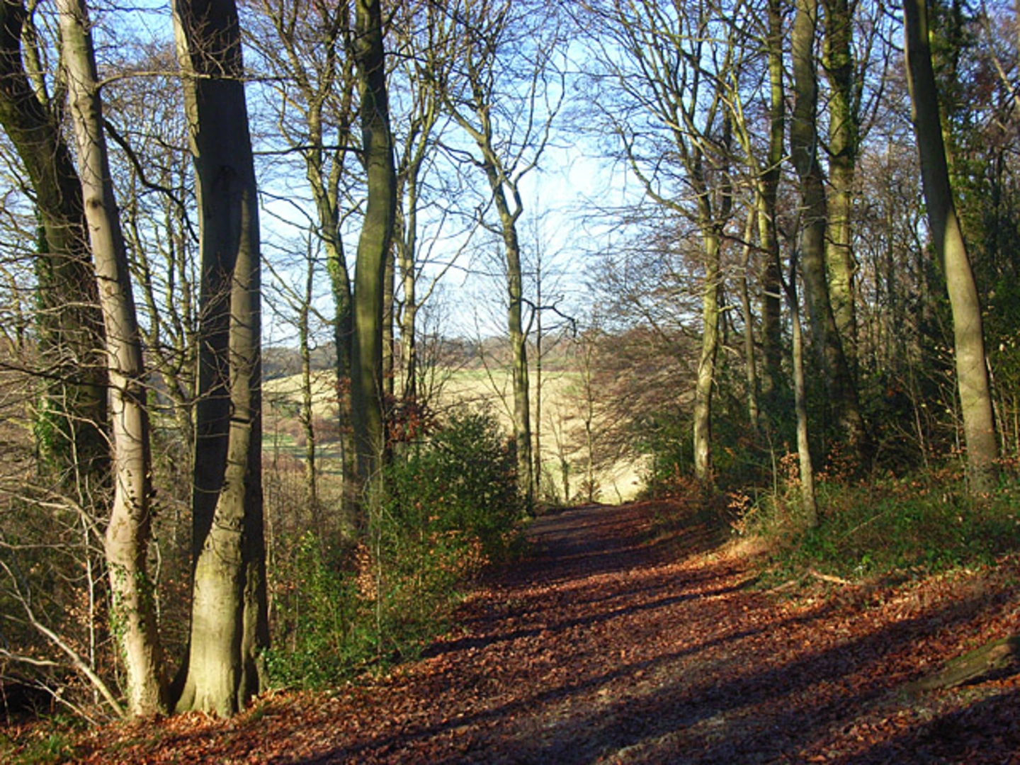 An image depicting the trail Captain's and Widmore Wood Loop and its surrounding area.
