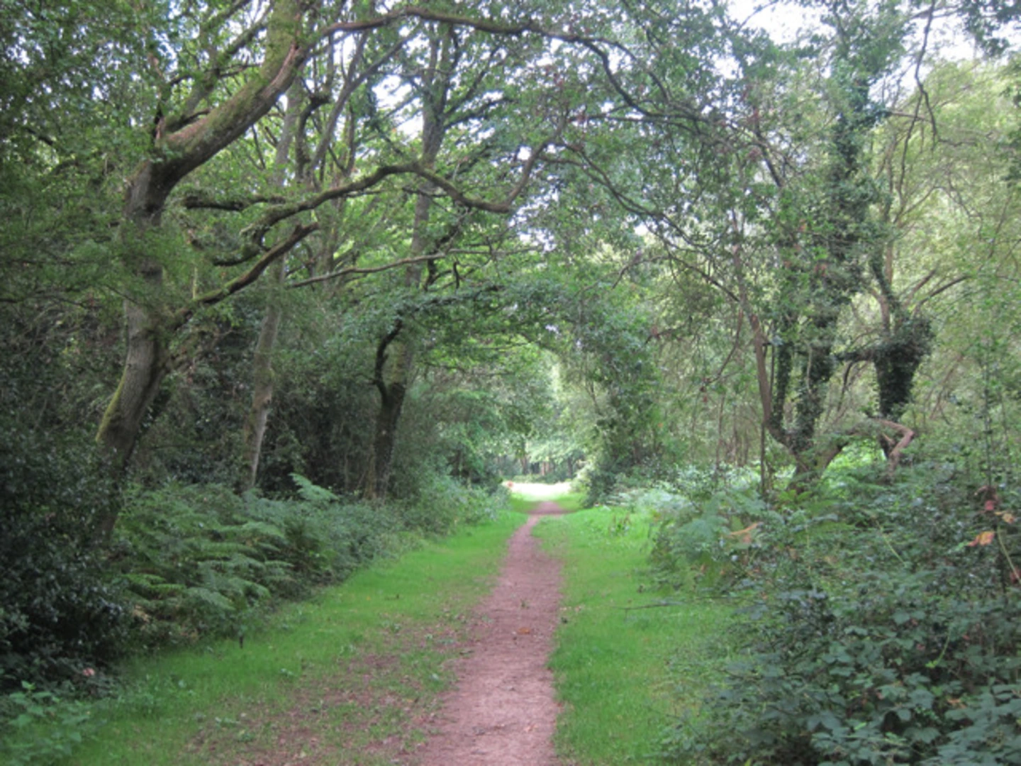 An image depicting the trail Holmwood Common and Bents Brook Loop and its surrounding area.