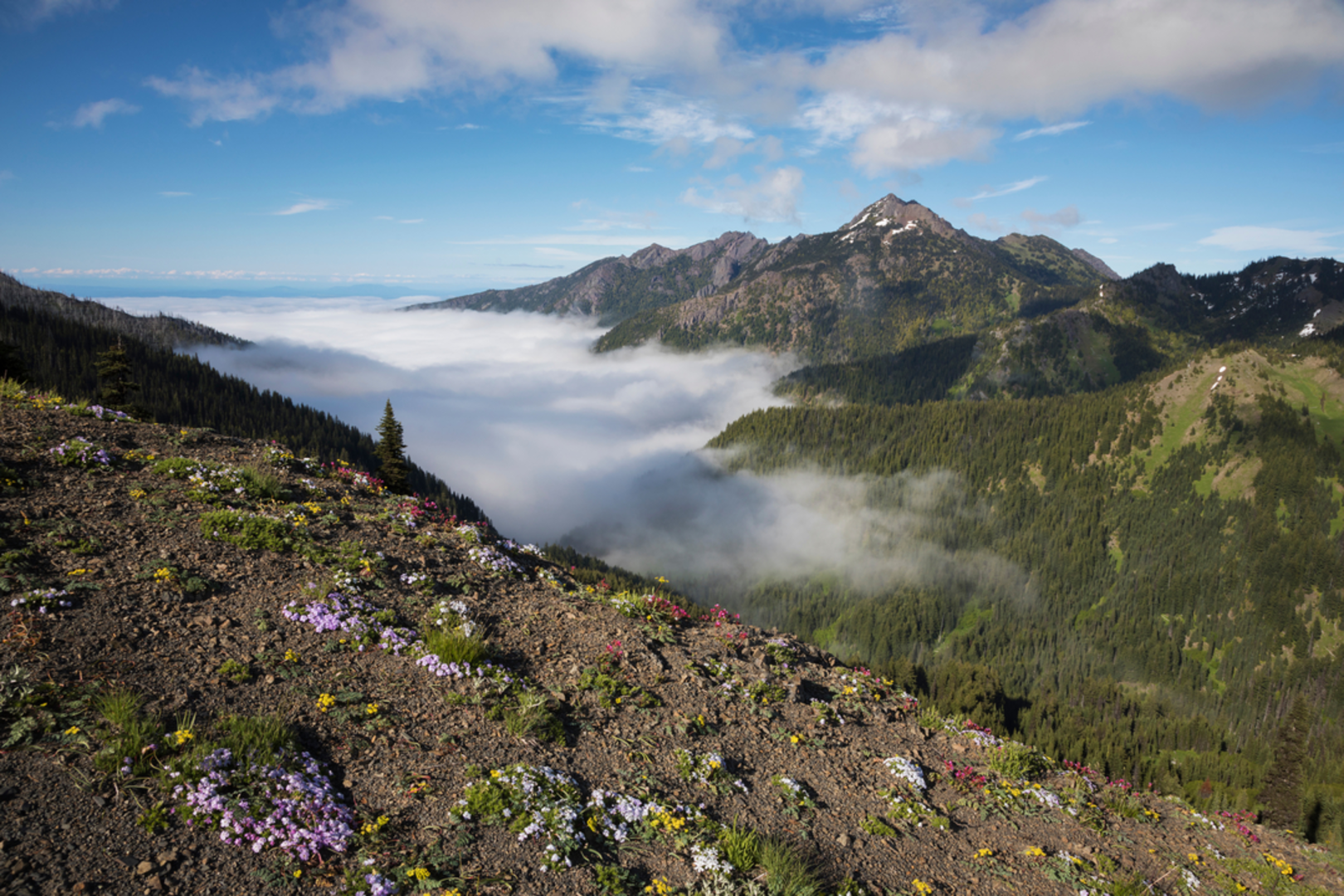 An image depicting the trail Mount Angeles Summit via Switchback Trail and its surrounding area.
