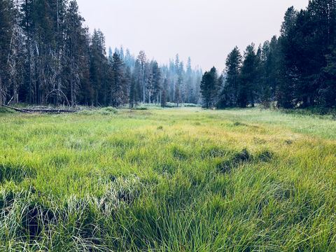 An image depicting the trail McGurk Meadow Trail and its surrounding area.