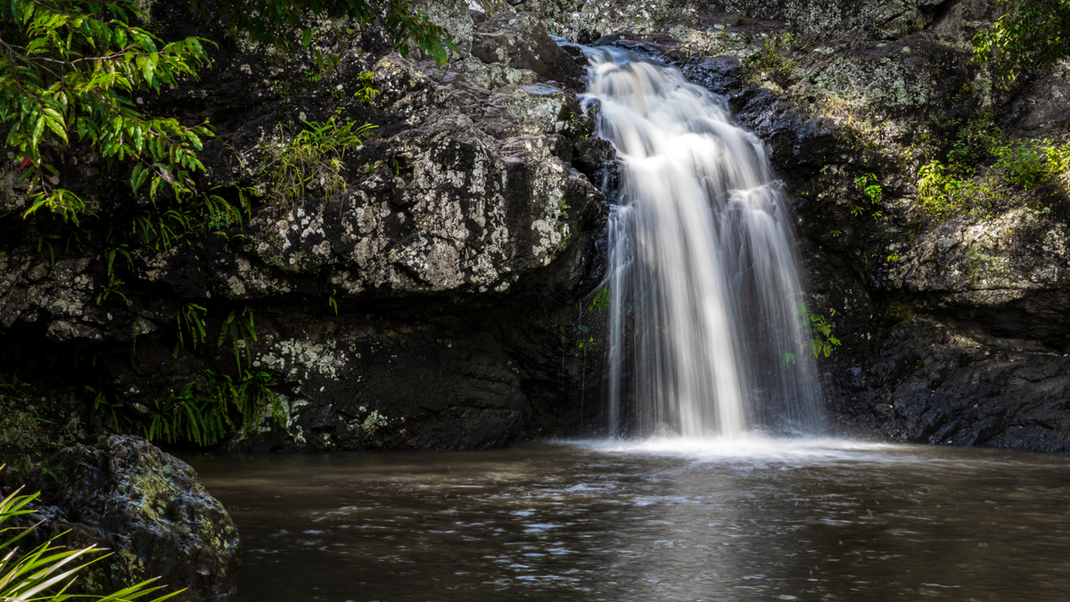 Kondalilla Falls Circuit Track