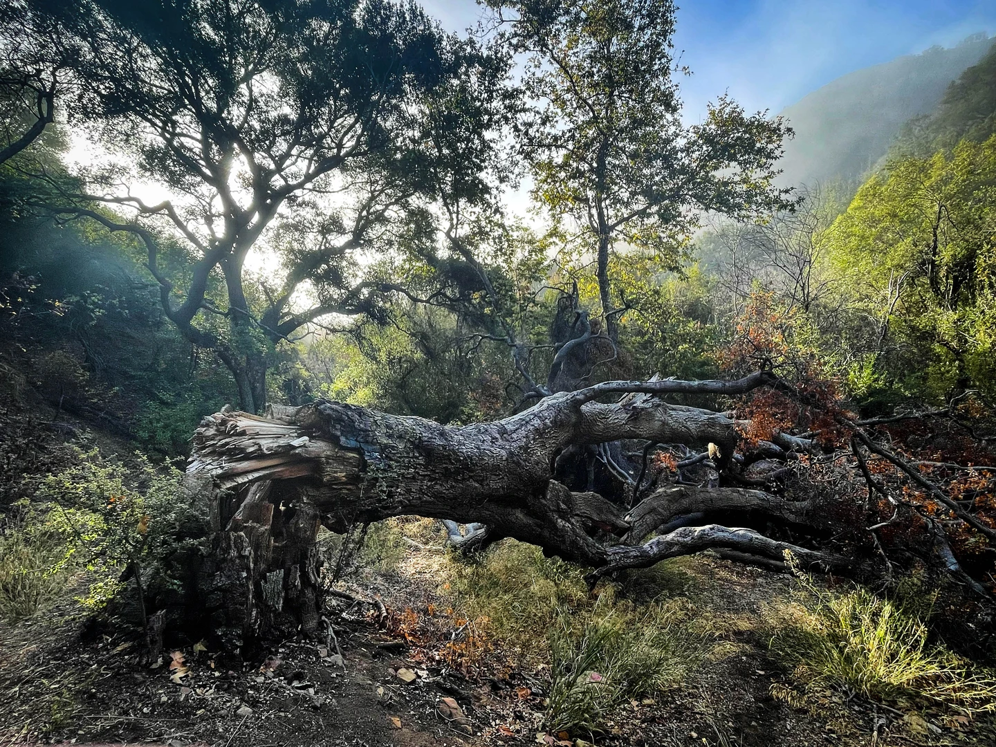 An image depicting the trail Murphy Ranch Loop Trail and its surrounding area.