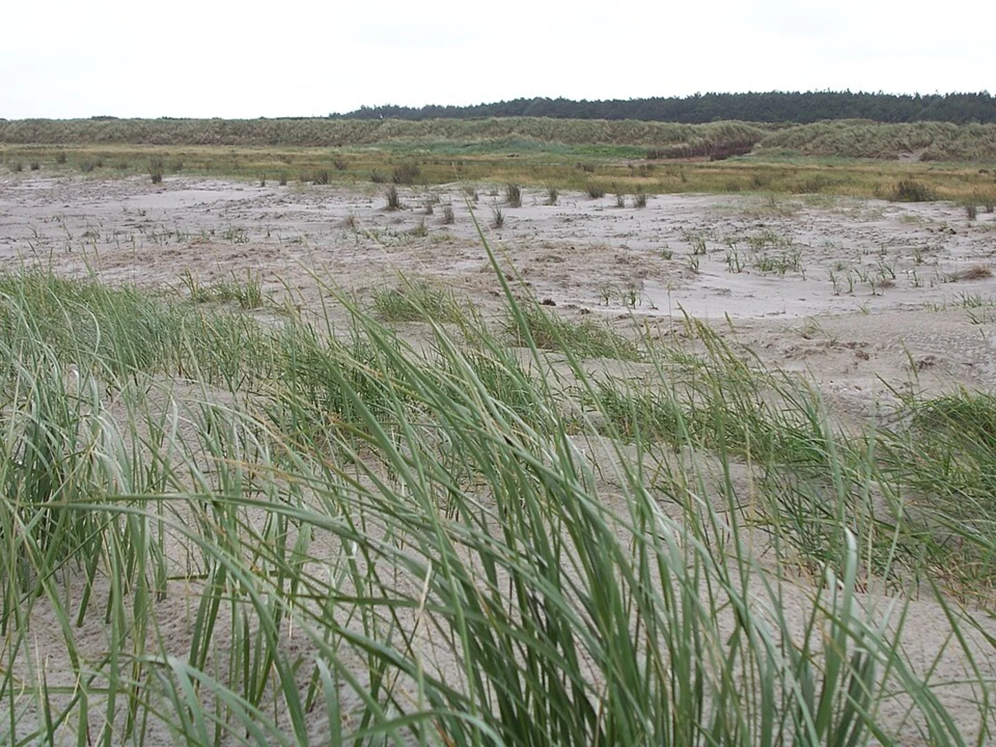 An image depicting the trail Scheepstrapad, Kronkelpad and Cornetis Visserpad Loop and its surrounding area.