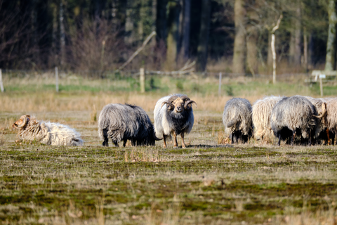 Schoonloo to Rolde via Meindersveen and Westerlanden