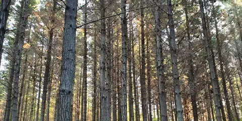 Waitarere Forest Walk