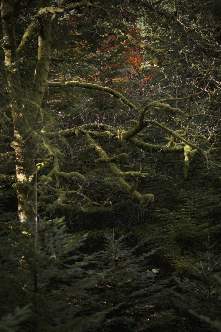 An image depicting the trail Glengarra - Millenium Trail and its surrounding area.