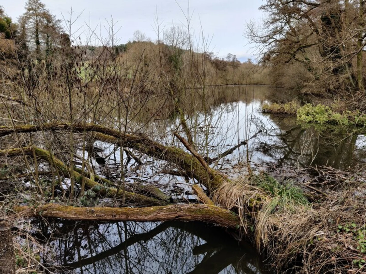 An image depicting the trail Stakenbridge Loop Walk and its surrounding area.