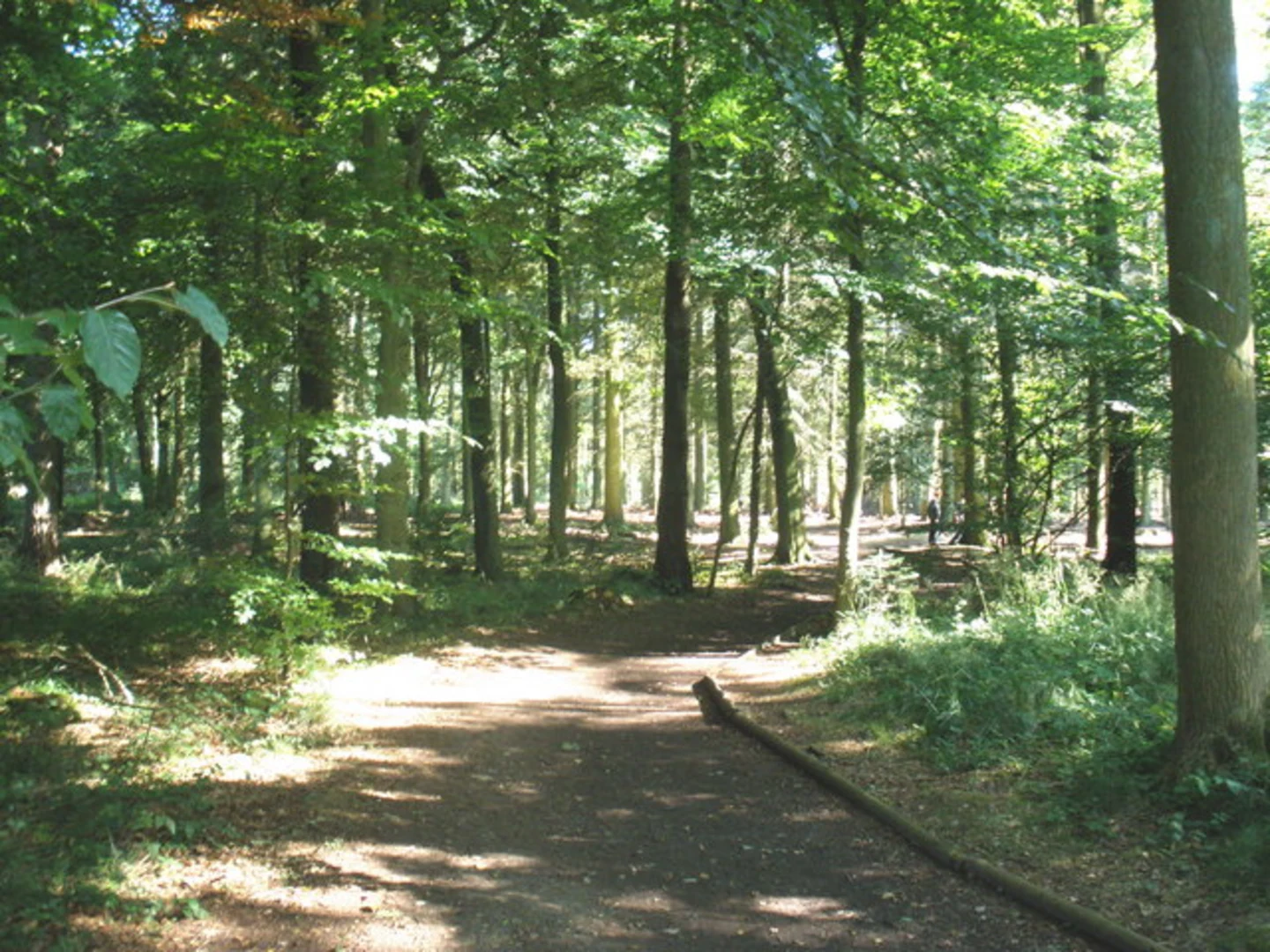 An image depicting the trail Wendover Wood Short Loop and its surrounding area.