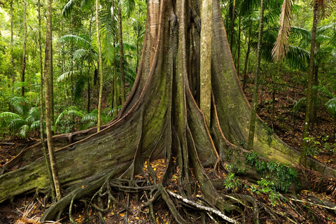 An image depicting the trail Fig Tree Walk and its surrounding area.
