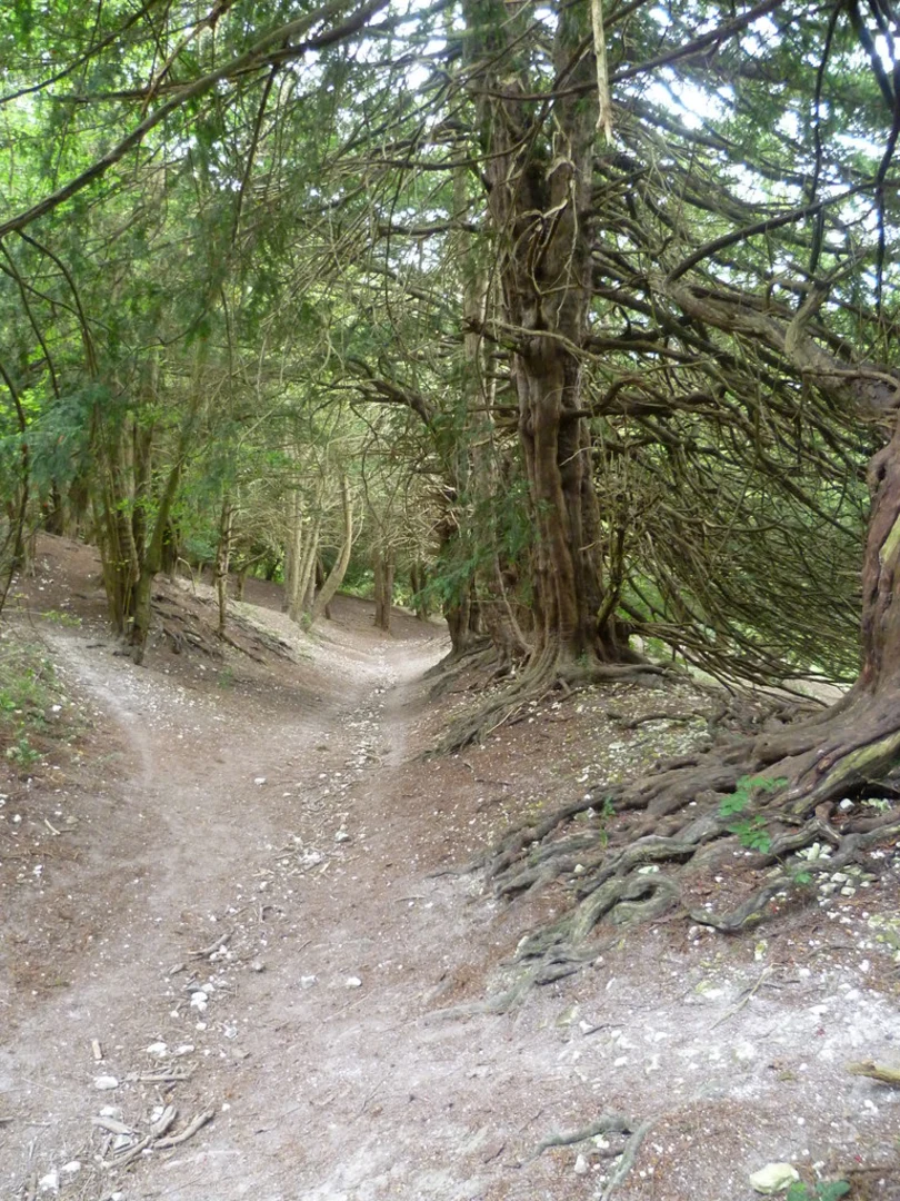 An image depicting the trail Boarley and Boxley Warren and its surrounding area.