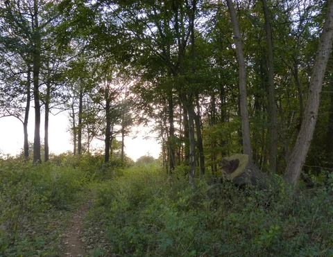 An image depicting the trail Wooldsthorpe by Belvoir Loop and its surrounding area.