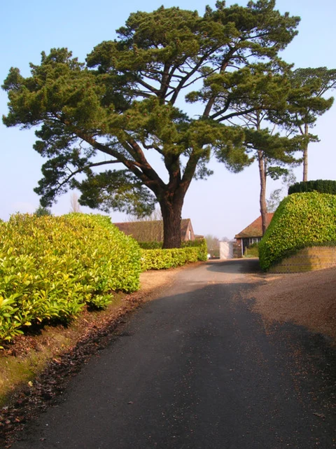 An image depicting the trail Newplace Wood Loop and its surrounding area.
