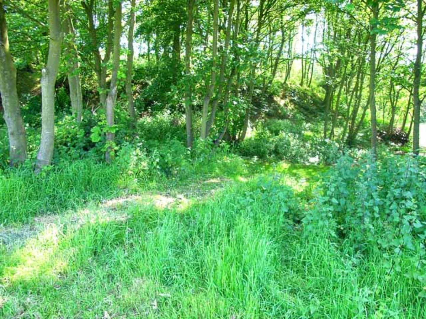 An image depicting the trail Groton Croft and Whinnyfield Wood Loop and its surrounding area.