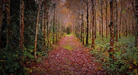 Tullahought - Kilmacoliver Loop