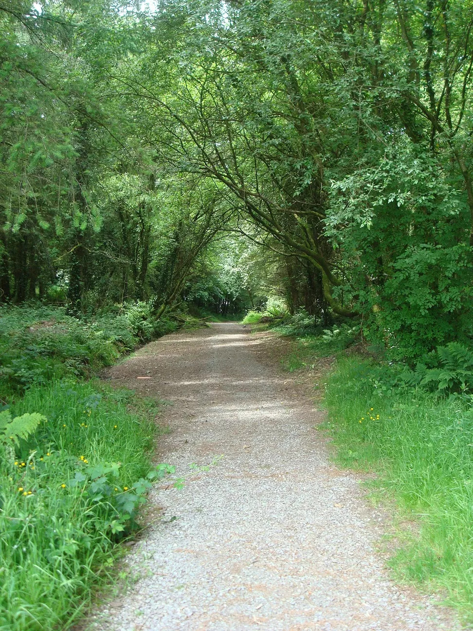 An image depicting the trail Farran Forest Park and its surrounding area.