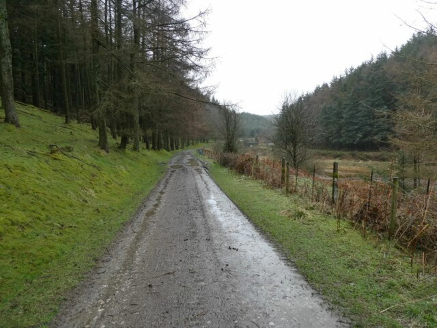 An image depicting the trail Glyn Ceiriog Loop and its surrounding area.
