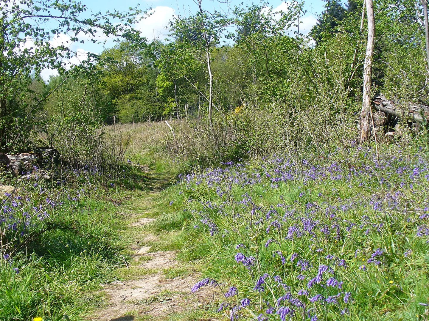 An image depicting the trail Ewhurst Circular Walk and its surrounding area.