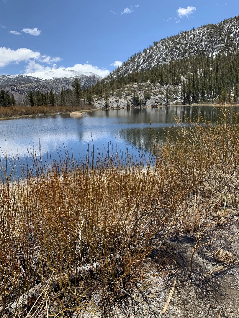 An image depicting the trail Tyee Lakes Trail and its surrounding area.