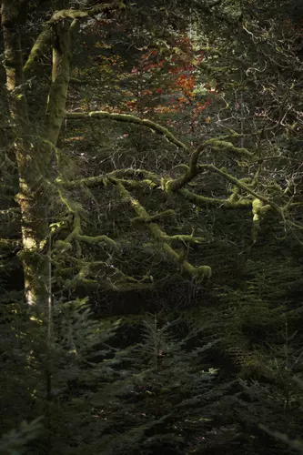 Glengarra - Millenium Trail