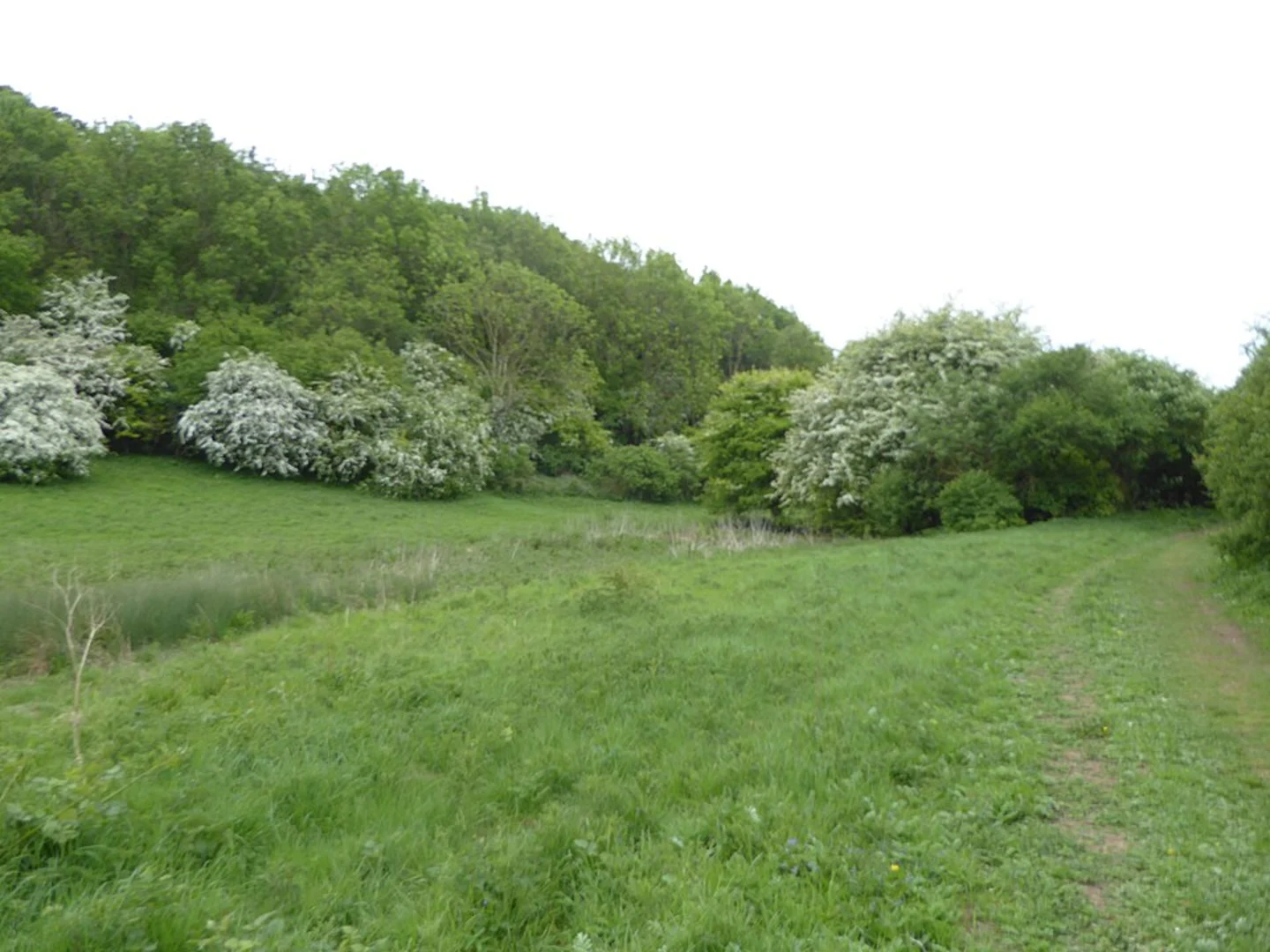 An image depicting the trail Larch Plantation and Ringstead Downs and its surrounding area.