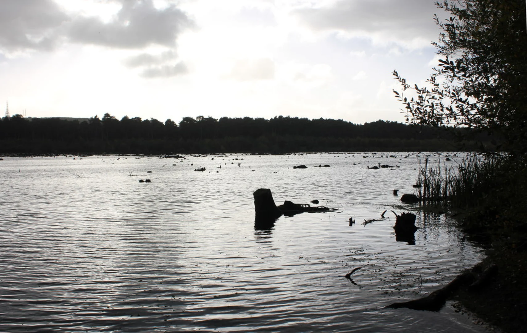 An image depicting the trail Delamere Forest Loop via Blakemere Moss and its surrounding area.