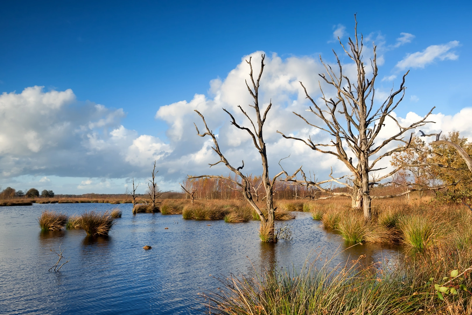 An image depicting the trail Witte Veen, Lheederzand and Holtveen Loop and its surrounding area.