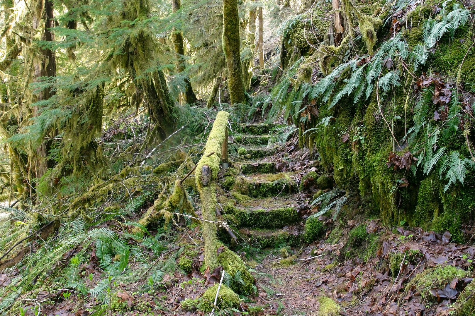 An image depicting the trail Separation Creek Loop and its surrounding area.