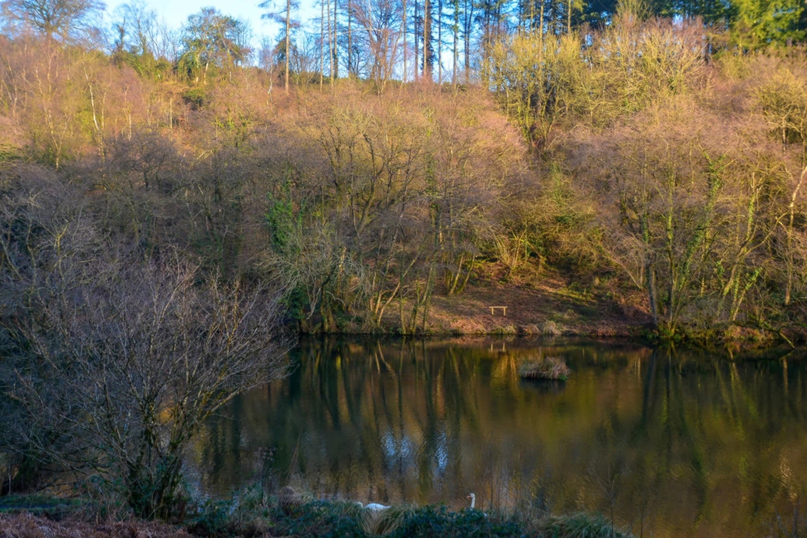 An image depicting the trail Top Lake, Royston Lake and Otterford Loop and its surrounding area.