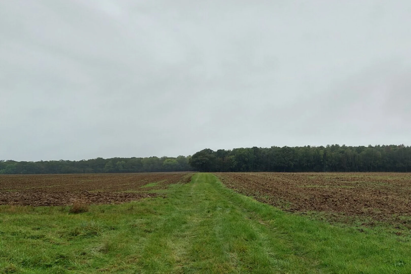An image depicting the trail Rowney Wood and Howlett End Loop and its surrounding area.