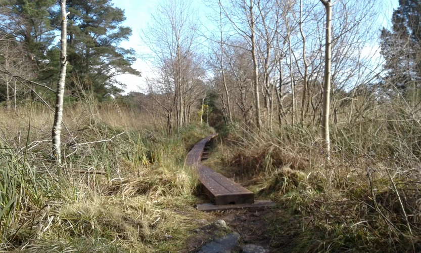 An image depicting the trail Portumna Forest Park and its surrounding area.