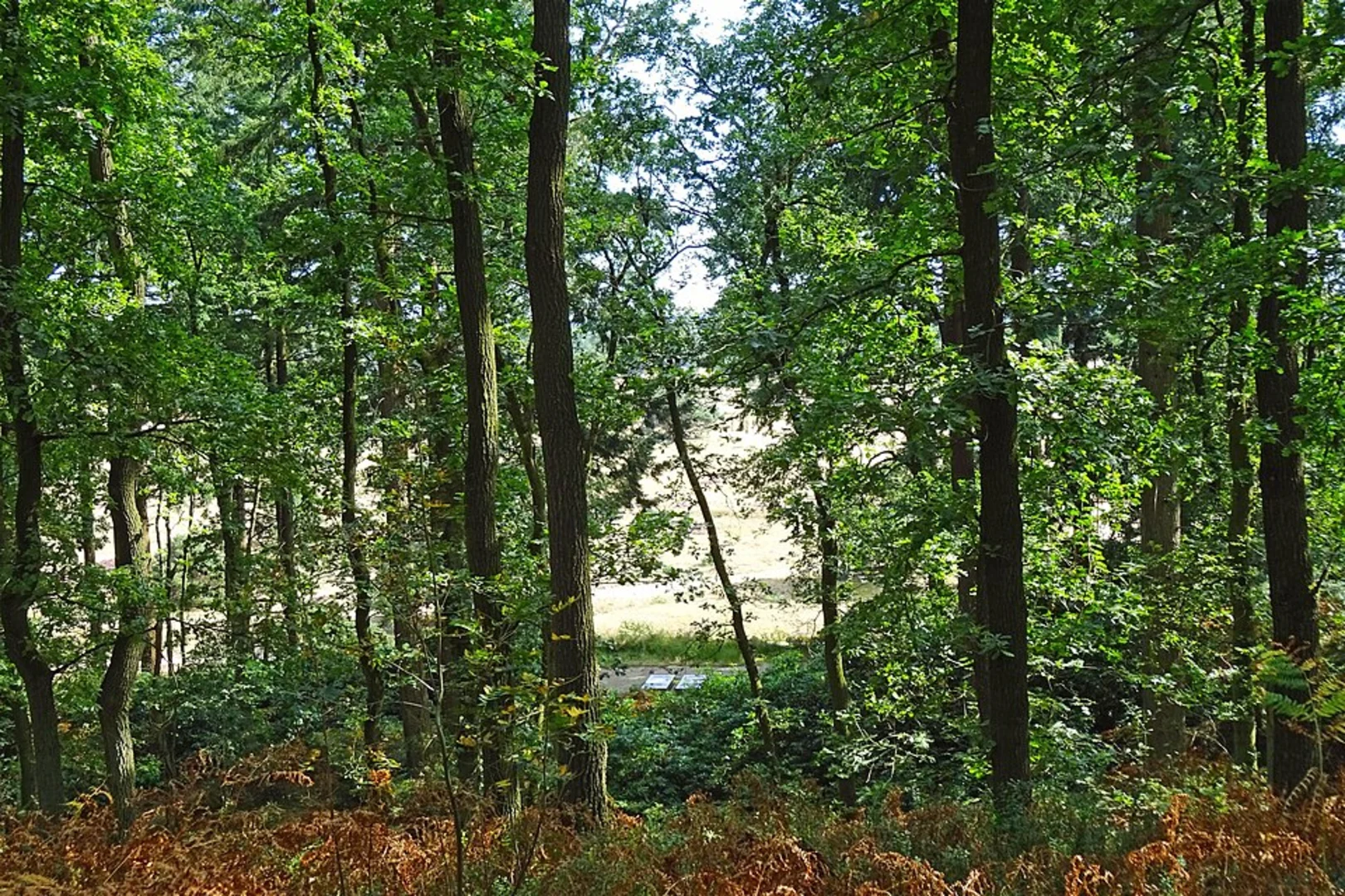 An image depicting the trail Franse Berg, Pampelse Bossen and Museum Museonder Loop and its surrounding area.