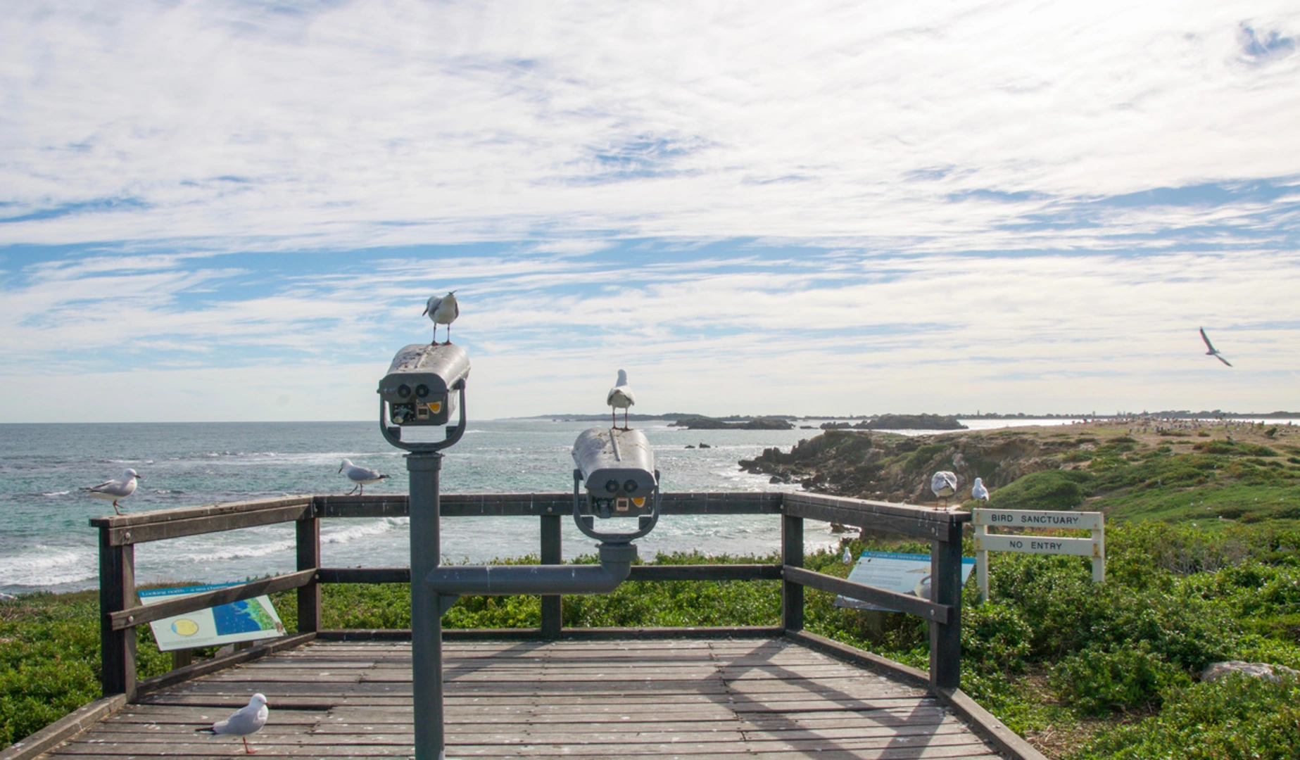 An image depicting the trail Penguin Island Boardwalk and Walk and its surrounding area.