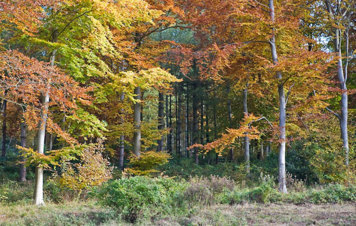 Hen Wood and Riplington Hanger