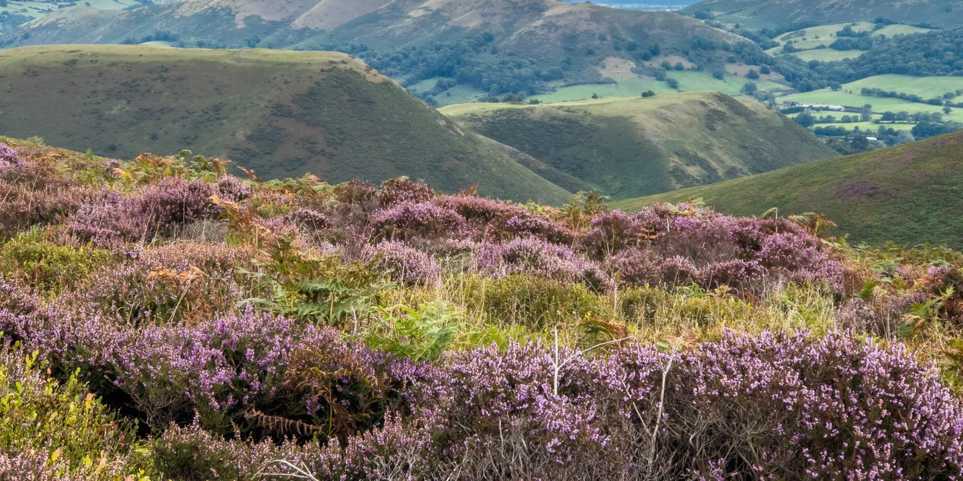 An image depicting the trail Church Stretton - Long Mynd and Wentnor and its surrounding area.