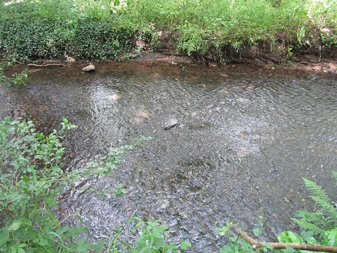 Clayhill Wood and Rivacre Valley Country Park