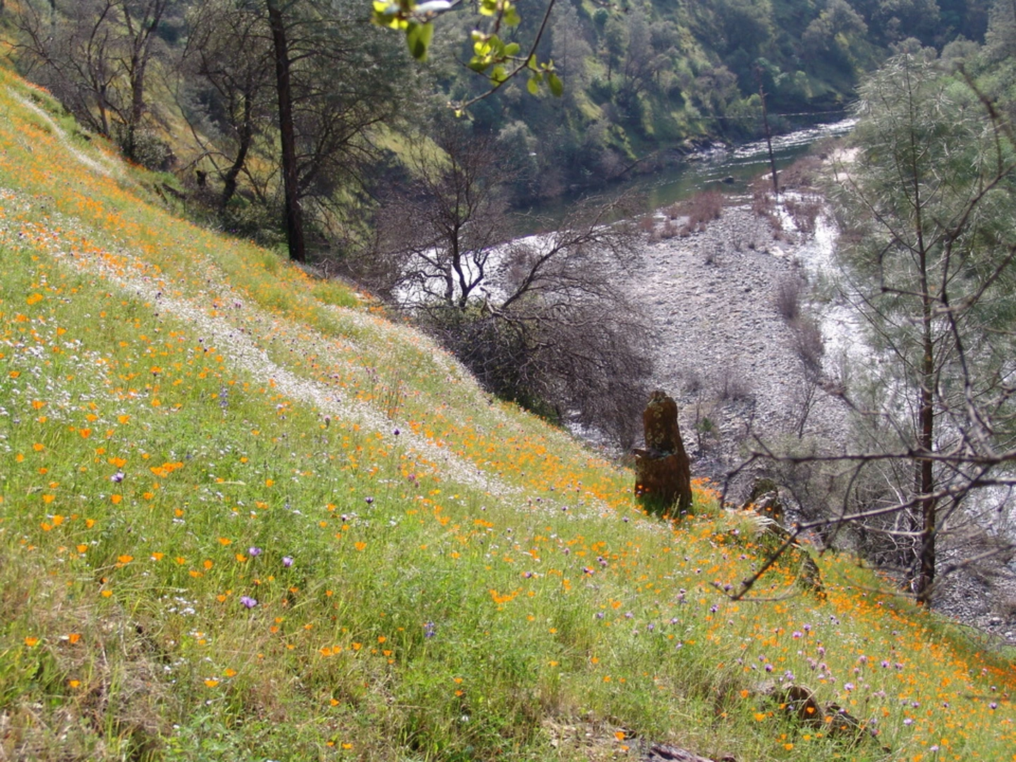An image depicting the trail Hites Cove Trail via Marble Point and its surrounding area.