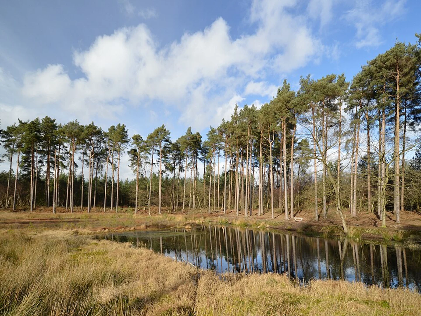 An image depicting the trail Black Lake and Delamere Forest Park and its surrounding area.