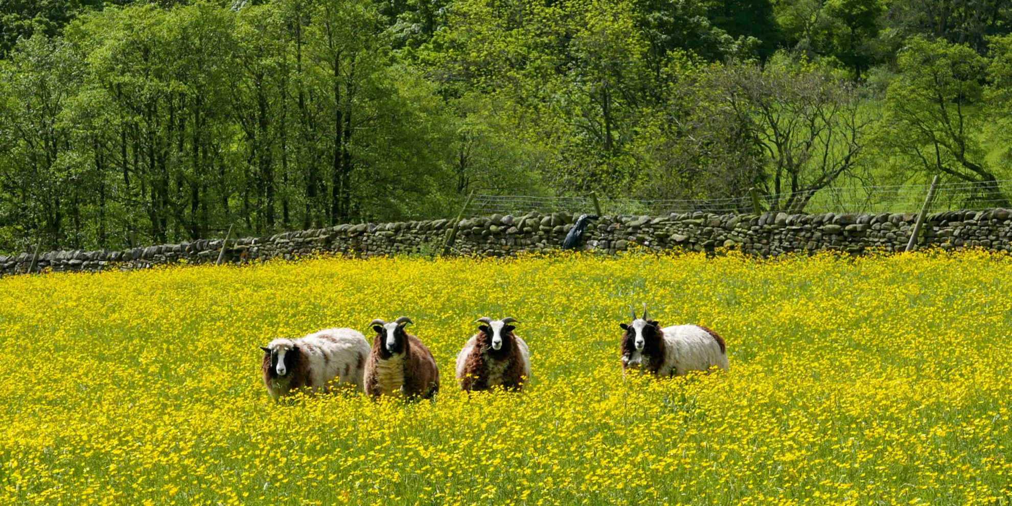 An image depicting the trail Middleham - Low Moor - Tupgill Park - Coverham and Coverdale and its surrounding area.
