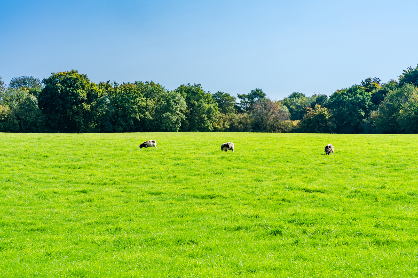 An image depicting the trail Whipsnade and Dunstable Downs Walk - Bedfordshire and its surrounding area.