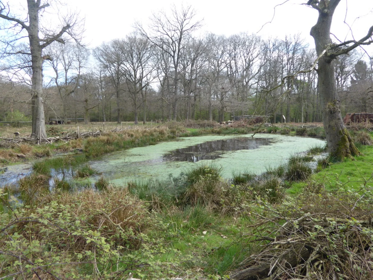Halfield Forest and Flitch Way Country Park
