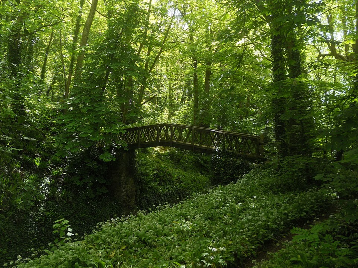 An image depicting the trail SHorwell and Brighstone Forest Loop and its surrounding area.