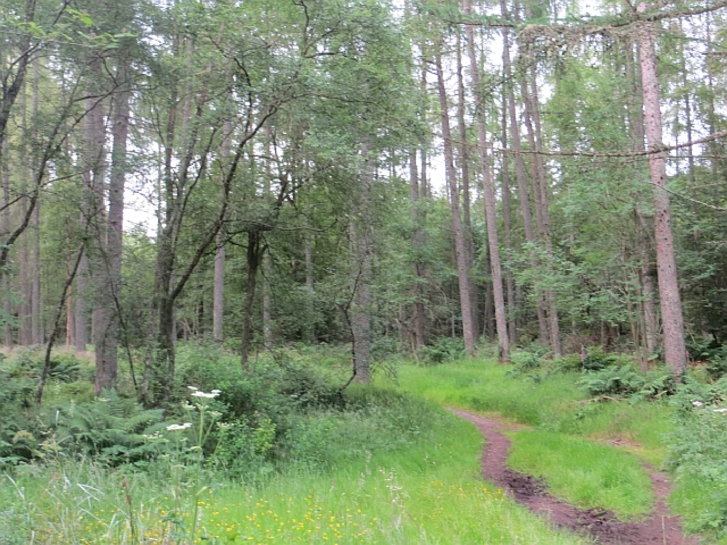 An image depicting the trail Ladyhill from Foggieton and its surrounding area.