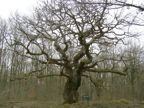 White Road Oak and Saddle Oak 1 Loop