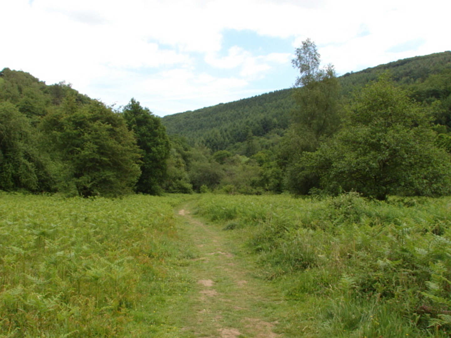 An image depicting the trail Dunsford Wood and its surrounding area.