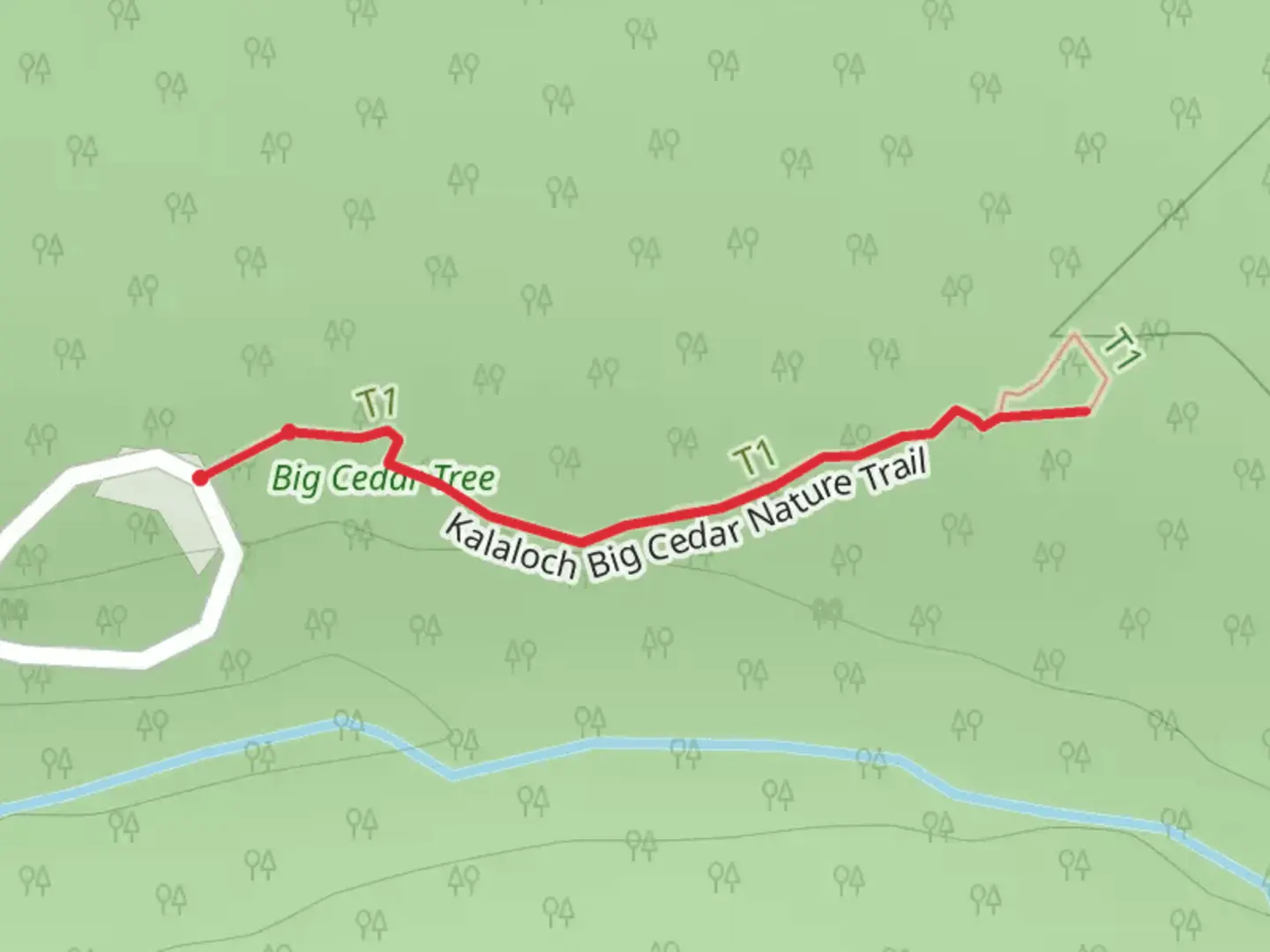 An image depicting the trail Kalaloch Big Cedar Nature Trail and its surrounding area.