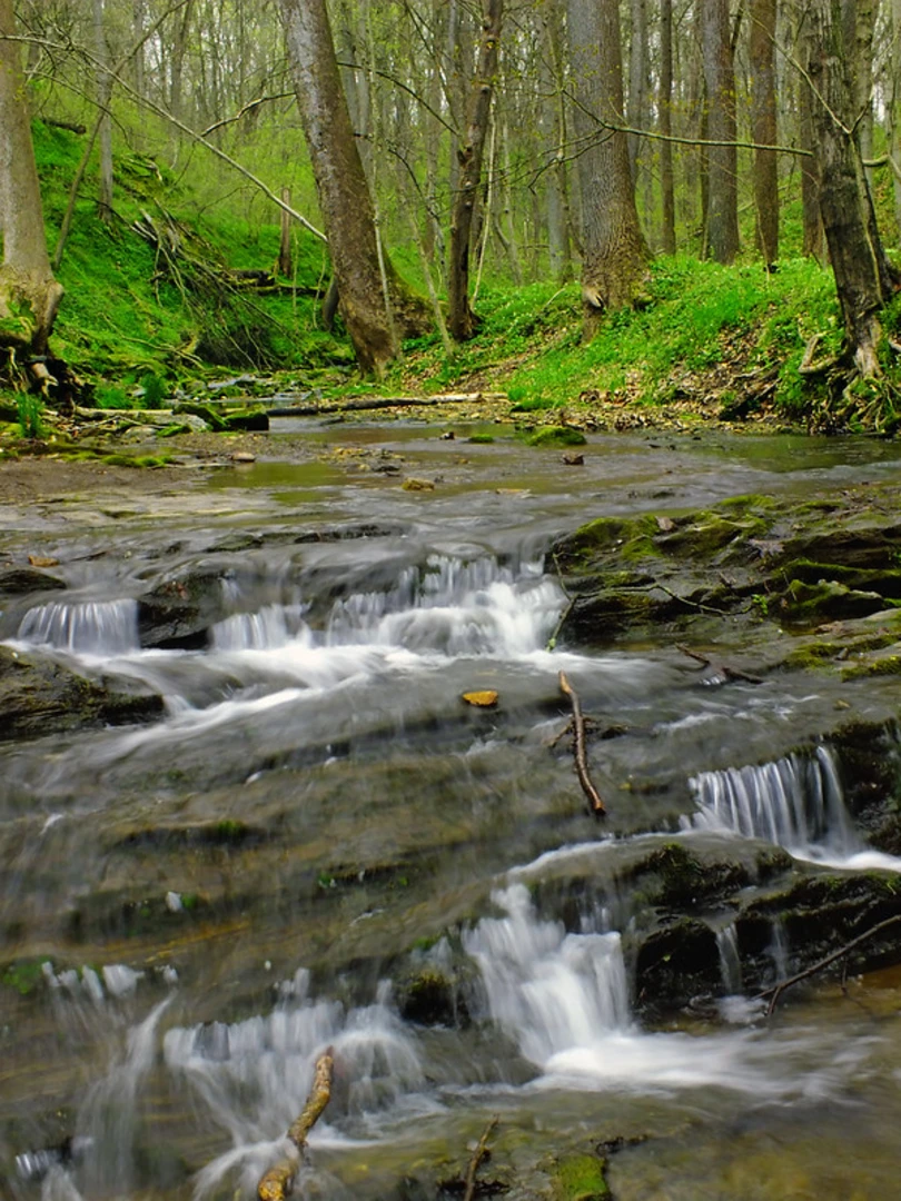 An image depicting the trail Grubbs Run via Green Hill Road Trail and its surrounding area.