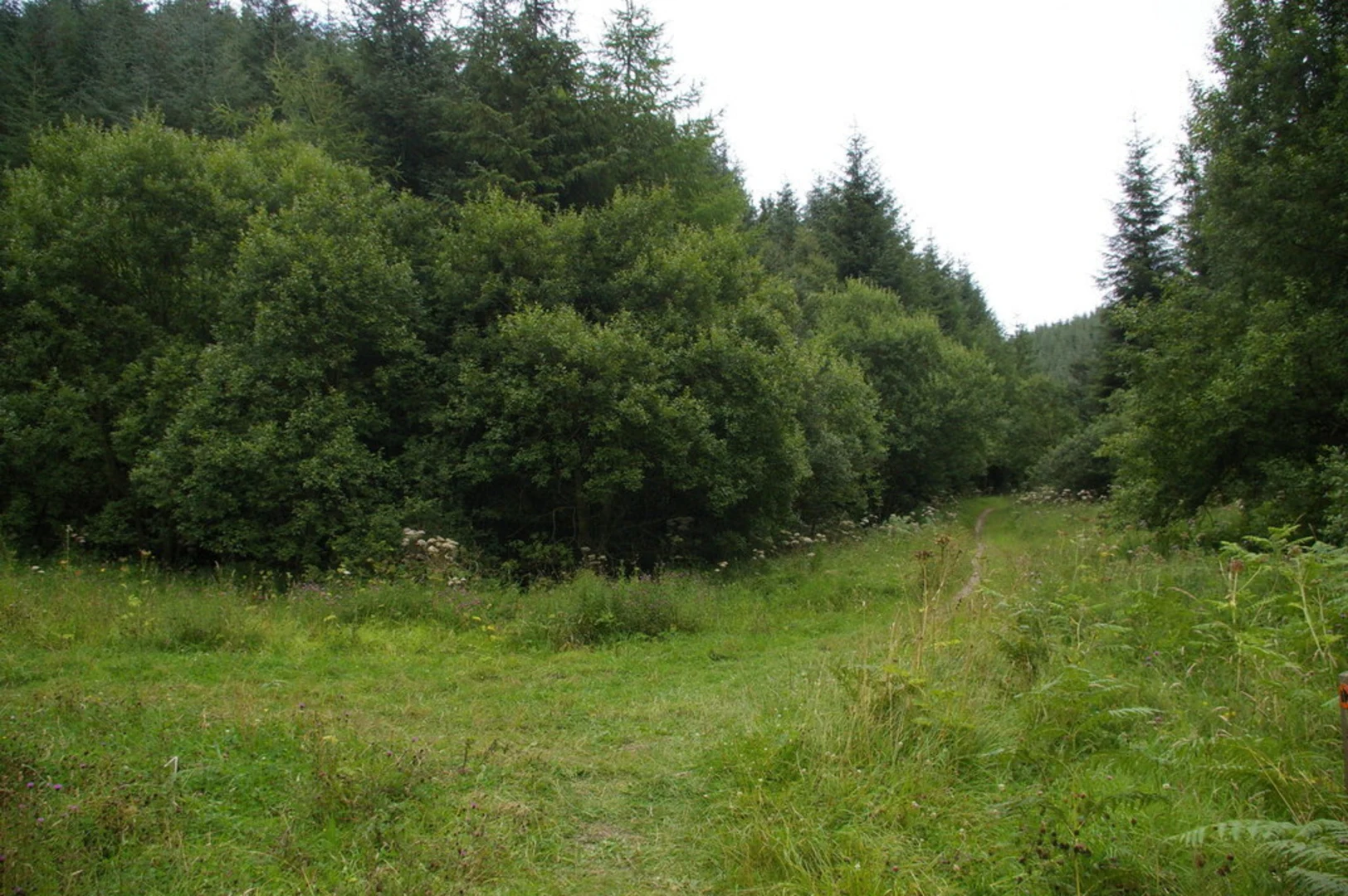 An image depicting the trail Dalby Forest Loop and its surrounding area.