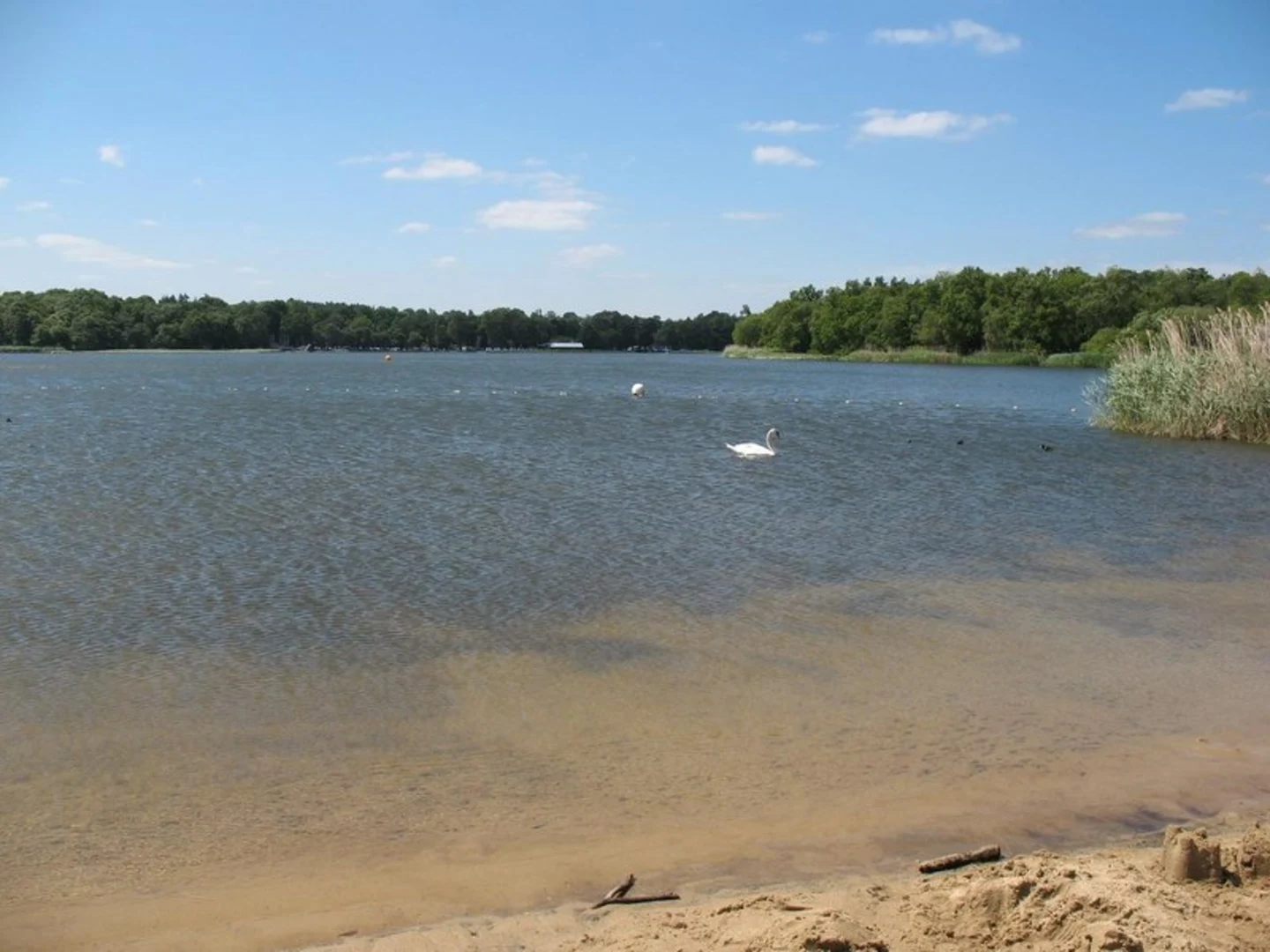 An image depicting the trail Frensham Great and Little Pond Loop and its surrounding area.