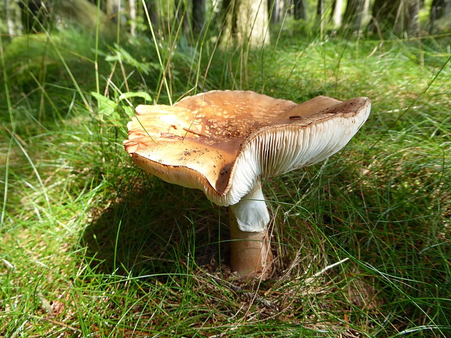 An image depicting the trail Blumerberg to Riedelswald Walk and its surrounding area.