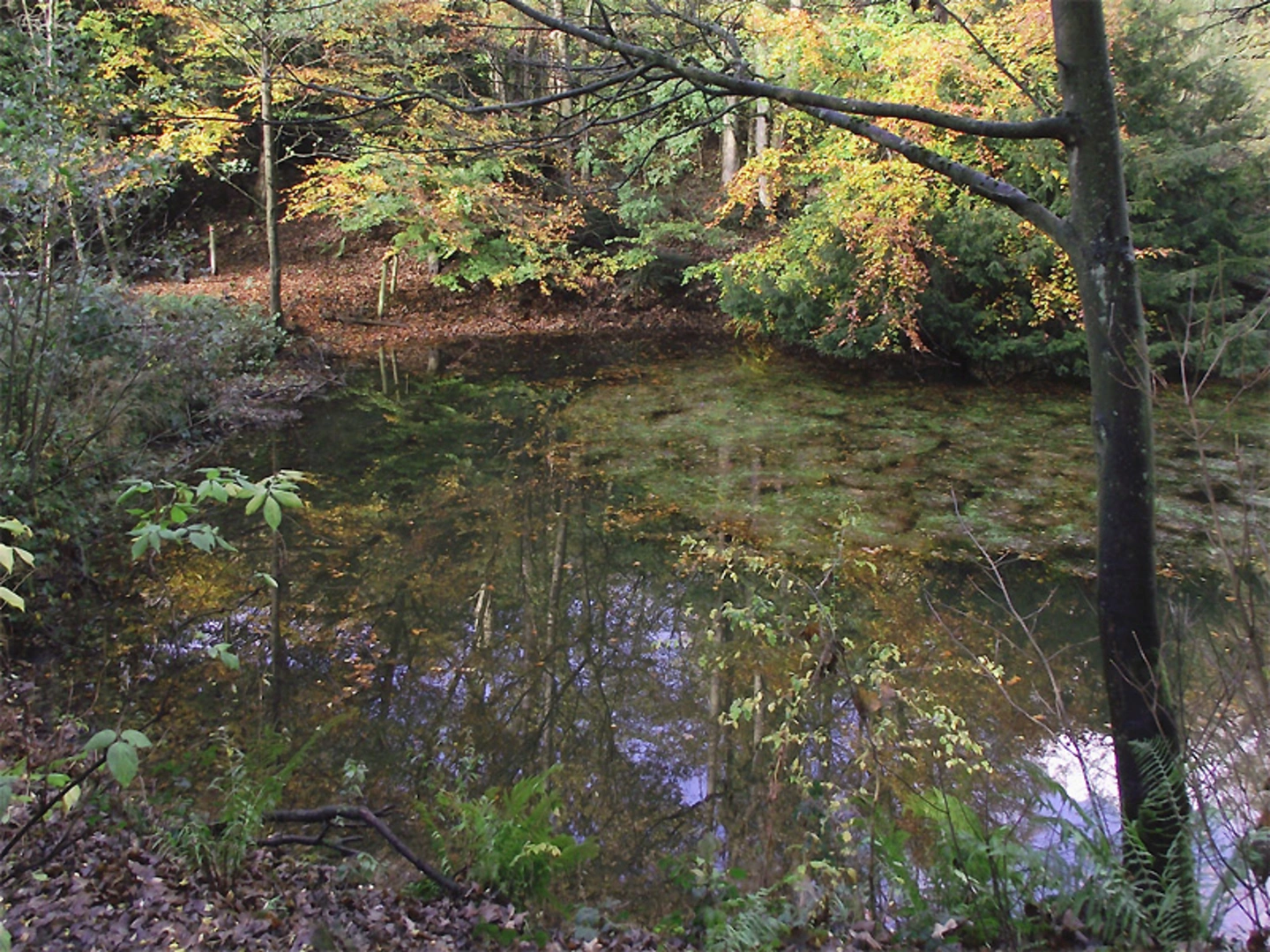 An image depicting the trail Baggeridge Wood Loop and its surrounding area.